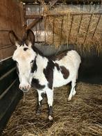 Ezel hengst, Animaux & Accessoires, Mars