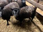 Blauwe texel dassenkop ramlam, Dieren en Toebehoren