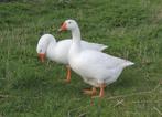 Witte boeren ganzen, Dieren en Toebehoren, Pluimvee