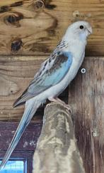 Wij zoeken een man in deze kleur om bij onze pop te zetten., Dieren en Toebehoren, Mannelijk, Parkiet