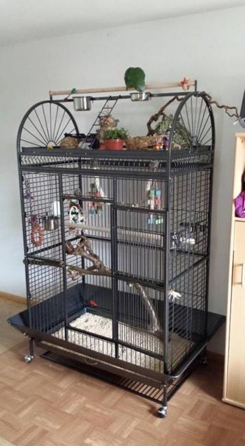 Cage perroquet ARA cage cacatoes cage amazone gris gabon