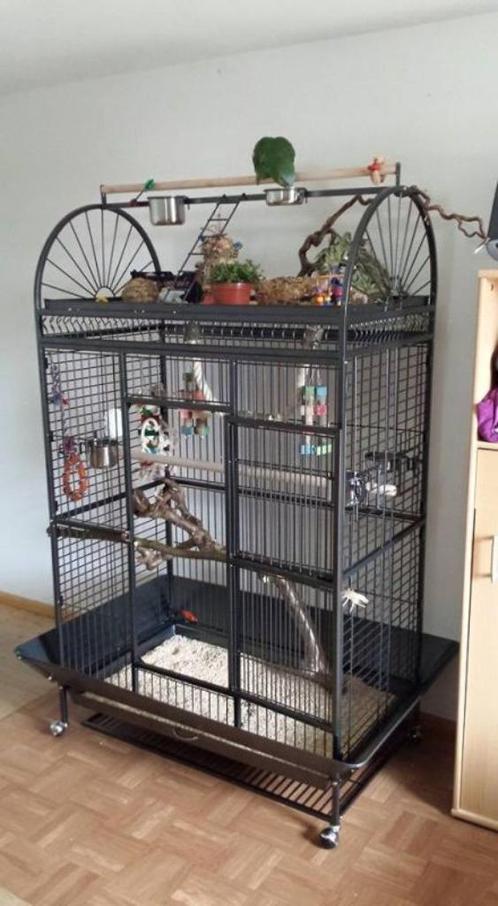 Cage perroquet ARA cage cacatoes cage amazone gris gabon, Dieren en Toebehoren, Vogels | Hokken en Kooien, Nieuw, Volière, Metaal