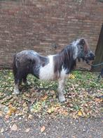 Oudere pony zoekt fijn plekje, Dieren en Toebehoren, Pony's, Met stamboom
