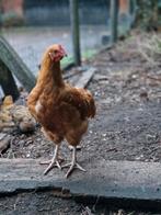 Gratis haantje 15 wkn oud, Dieren en Toebehoren, Pluimvee, Mannelijk, Kip