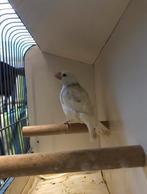 Paddas / rijstvogels, Dieren en Toebehoren, Vogels | Overige Vogels