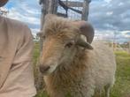 Ram te huur (wit ouessant schaap), Dieren en Toebehoren, Schaap