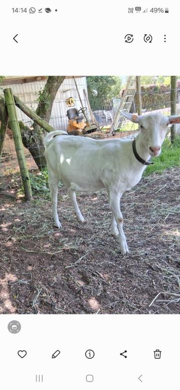 Saanen witte melk geit, Femelle, Chèvre, 0 à 2 ans