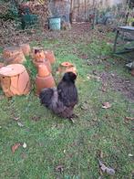 zijdehoen haantjes, Dieren en Toebehoren, Pluimvee, Mannelijk, Kip