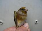 DISTELVINK X KANARIE, Dieren en Toebehoren, Mannelijk, Wildzangvogel, Geringd