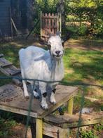Dwerggeit vrouwtje, Dieren en Toebehoren, Schapen, Geiten en Varkens, Vrouwelijk, Geit, 6 jaar of ouder
