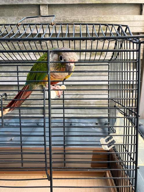 ZEER  LIEVE TAMME PYRRHURA NU 120 EURO, Dieren en Toebehoren, Vogels | Parkieten en Papegaaien, Papegaai, Meerdere dieren