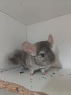 Jonge chinchilla 's, Dieren en Toebehoren, Knaagdieren, Juli, Chinchilla