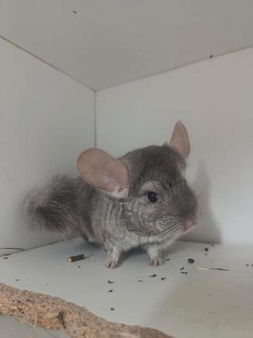 Jonge chinchilla 's beschikbaar voor biedingen