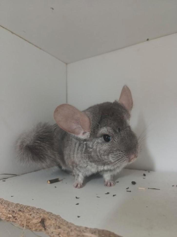 Jonge chinchilla 's, Dieren en Toebehoren, Knaagdieren, Chinchilla, Juli