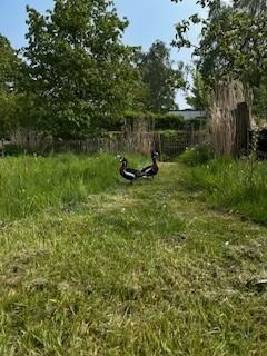 Roodhalsgans, Dieren en Toebehoren, Pluimvee, Gans of Zwaan, Vrouwelijk