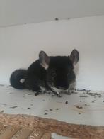 Duo jonge chinchilla vrouwtjes, Dieren en Toebehoren, Knaagdieren, Juli, Meerdere dieren, Chinchilla