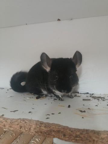 Duo jonge chinchilla vrouwtjes  beschikbaar voor biedingen