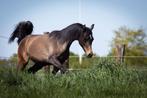 Jaarling Arabisch volbloed hengst - schimmel, Dieren en Toebehoren, Paarden, Minder dan 160 cm, Gechipt, 0 tot 2 jaar, Hengst