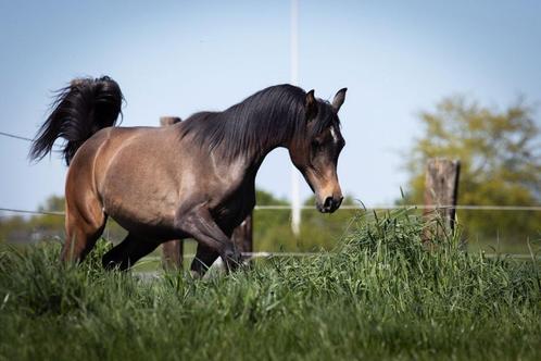 Jaarling Arabisch volbloed hengst - schimmel, Dieren en Toebehoren, Paarden, Hengst, Onbeleerd, Minder dan 160 cm, 0 tot 2 jaar