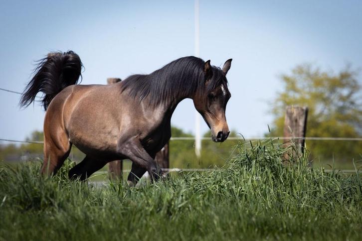 Jaarling Arabisch volbloed hengst - schimmel, Dieren en Toebehoren, Paarden, Hengst, Onbeleerd, Minder dan 160 cm, 0 tot 2 jaar