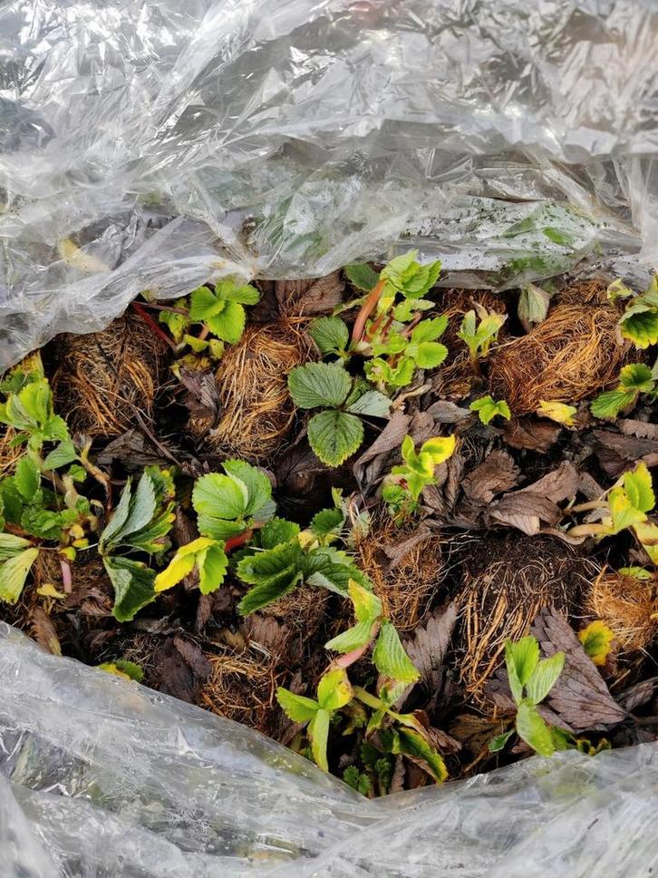 Aardbeiplanten, Tuin en Terras, Planten | Tuinplanten, Eenjarig, Fruitplanten, Volle zon, Ophalen