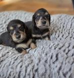teckels pups,black cream, langharig ,teefjes, Dieren en Toebehoren, Honden | Teckels en Dashonden, België, 8 tot 15 weken, Dwerg