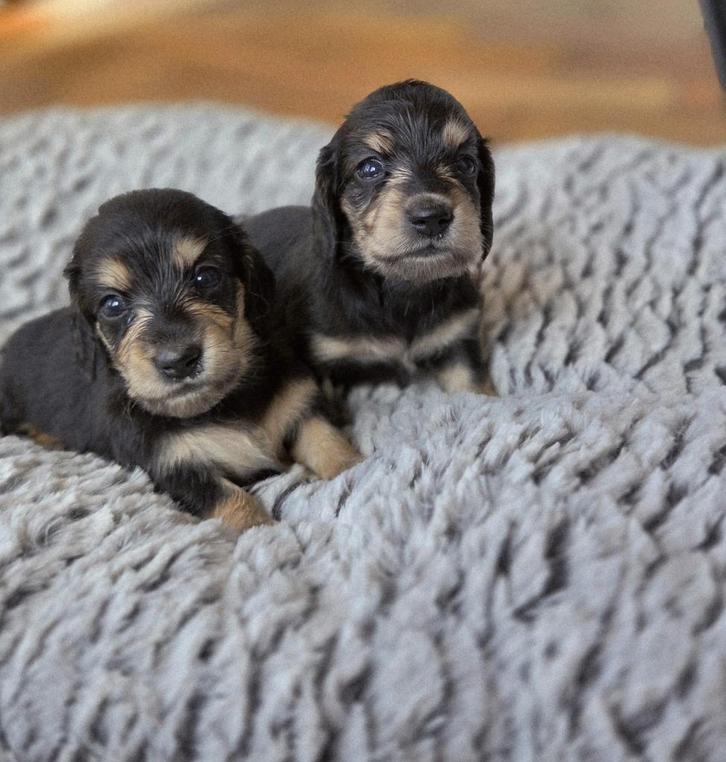teckels pups,black cream, langharig ,teefjes, Dieren en Toebehoren, Honden | Teckels en Dashonden, Teef, Langhaar, Dwerg, Fokker | Professioneel