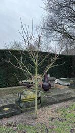 Kaki boom 2,5 meter hoog, Tuin en Terras, Planten | Bomen, Ophalen, Lente