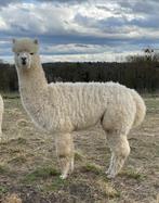 Prachtige bijna dekrijpe alpaca hengst, Mannelijk