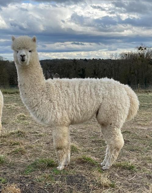 Prachtige bijna dekrijpe alpaca hengst, Dieren en Toebehoren, Overige Dieren, Mannelijk