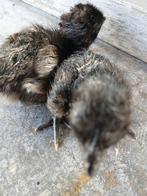 Ajam tjemani paaskuikens, Dieren en Toebehoren, Pluimvee, Meerdere dieren, Kip