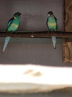 2 jonge barnard parkieten 2025, Dieren en Toebehoren, Meerdere dieren, Parkiet, Geringd