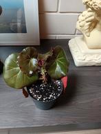 Begonia "beefsteakplant",in pot.., Ophalen