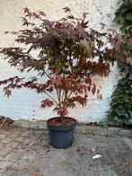 Japanse esdoorn, Tuin en Terras, Planten | Bomen, Ophalen