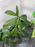 Philodendron Florida green steken, Huis en Inrichting, Kamerplanten, Ophalen of Verzenden