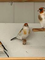 Distelvinken Major, Dieren en Toebehoren, Vogels | Overige Vogels, Meerdere dieren, Wildzangvogel, Geringd