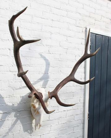 Groot EDELHERT GEWEI, ongelijke 12-ender - ref. HO1 beschikbaar voor biedingen