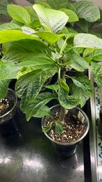 Brugmansia, Tuin en Terras, Ophalen of Verzenden