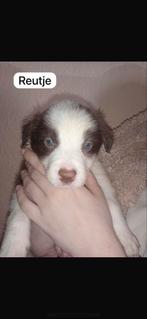 Bordercollie pups, 8 tot 15 weken, CDV (hondenziekte), Collie, Meerdere