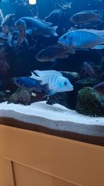 Malawi chicliden  6€ of 10 voor 50€, Dieren en Toebehoren, Vissen | Aquariumvissen