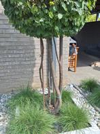 meerstammige carpinus betulus 300cm, Tuin en Terras, Ophalen, Halfschaduw, Overige soorten, Lente