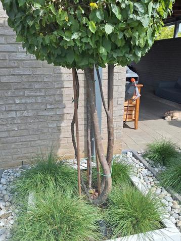 meerstammige carpinus betulus 300cm beschikbaar voor biedingen