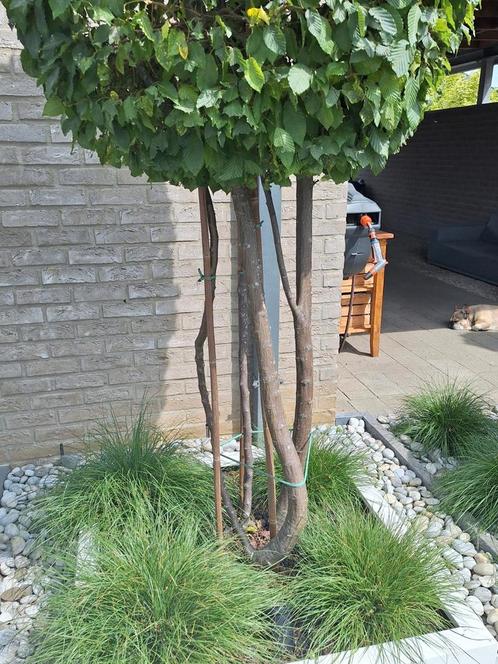 meerstammige carpinus betulus 300cm, Tuin en Terras, Planten | Bomen, Overige soorten, 250 tot 400 cm, Halfschaduw, Lente, Ophalen