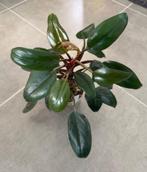 Philodendron Purple Congo, Huis en Inrichting, Ophalen