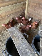 Legkippen te koop, Femelle, Poule ou poulet