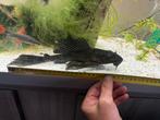 2 grote Pleco’s (ruitenkuisers) dames, Poisson, Poisson d'eau douce
