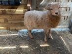 Dwergschaapje, lief en tam. Mix ardense vossekop en ouessant, Dieren en Toebehoren, Schapen, Geiten en Varkens