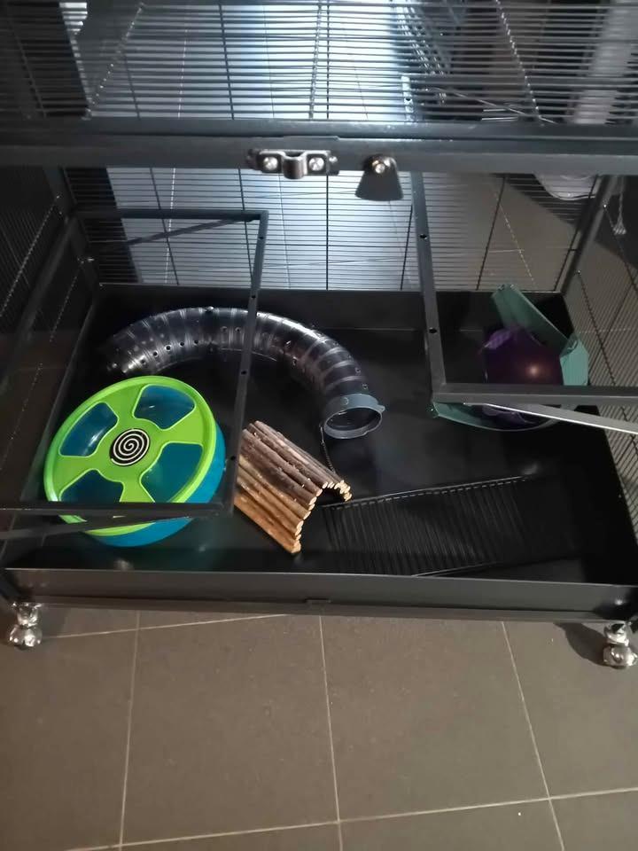 ruime kooi, Animaux & Accessoires, Rongeurs & Lapins | Cages & Clapiers, Neuf, Cage, Chinchilla, Furet, Rat, Enlèvement