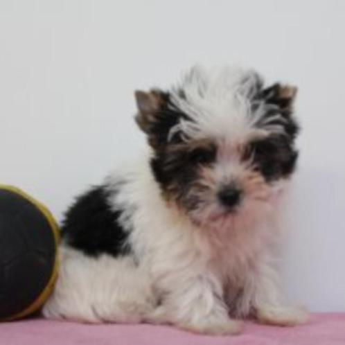 Lieve Biewer Yorkshire puppy’s te koop (Belgisch), Dieren en Toebehoren, Honden | Jack Russells en Terriërs, Meerdere dieren, Yorkshire Terriër