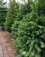 Kerstbomen Nordman en Omorika, Ophalen, Nieuw